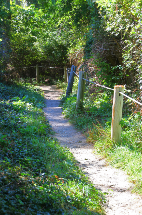 Nauset Marsh Trail in Eastham. 
