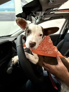 SUBARU LOVES PETS® ADOPTION EVENT